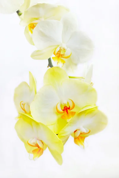 White flowers of orchid on the white background — Stock Photo, Image