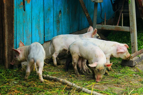 小猪在农场 — 图库照片