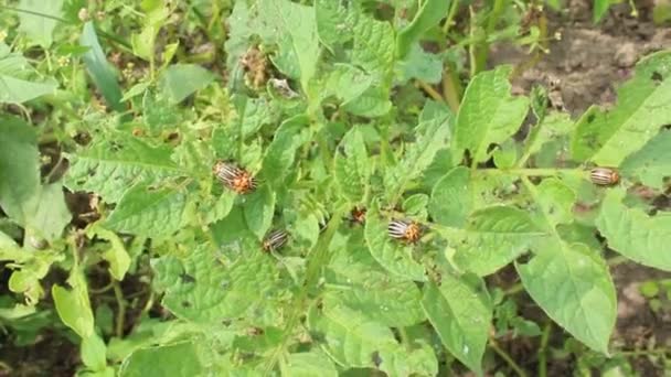 Larvae of colorado beetles on the leaves of a potato — Stock Video