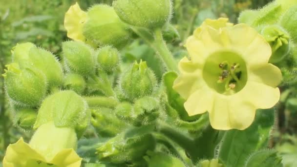 Flowers of tobacco — Stock Video