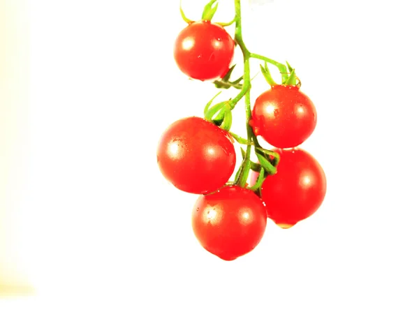 Solanum lycopersicum выделен на белом — стоковое фото