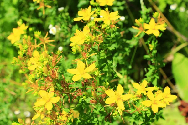 Yellow flowers of St.-John's wort — Stock Photo, Image