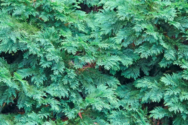 Groene Natuurlijke Textuur Getextureerde Achtergrond Foliage Van Thuja Textuur Van — Stockfoto