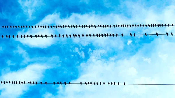 Many Birds Sit Wires Flying Warm Countries Row Birds Sitting — Stock Photo, Image