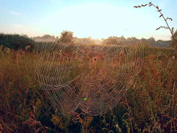 Big Cobweb Blades Field Sun Light Dawn Spider Web Summer — Stock Photo, Image