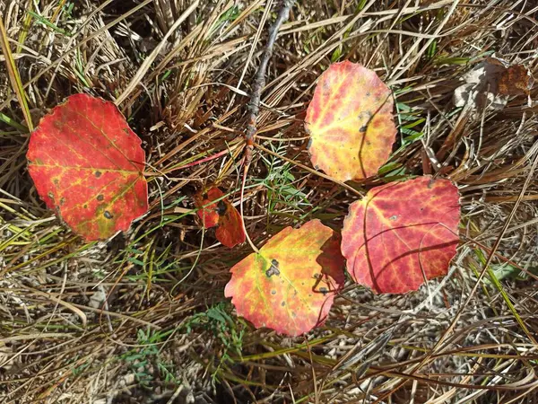 Four Red Aspen Leaves Lie Grass Signs Autumn Changing Seasons — Stock Photo, Image