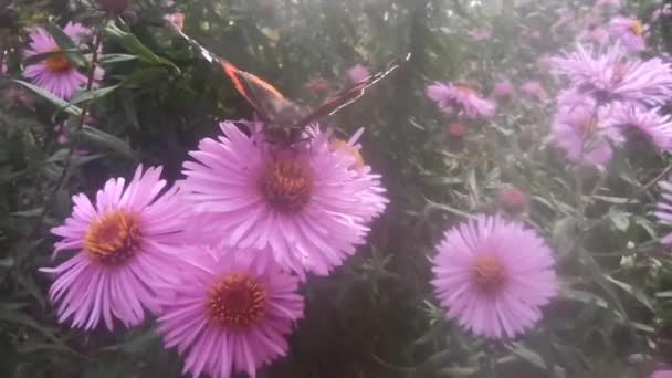 Makro Des Schmetterlings Vanessa Atalanta Beim Nektarsammeln Auf Astern Makro — Stockvideo