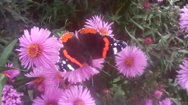 Makro Des Schmetterlings Vanessa Atalanta Beim Nektarsammeln Auf Astern Makro — Stockvideo