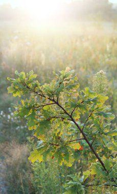 Güneşli ışınlarda yeşil yapraklı meşe dalı. Örümceğin ağındaki ağaç dalı ve sabah güneş ışınları. İyi sabahlar. Vahşi doğa. Sabah çiğ tanesinde genç bir kürek dalı. Yaprakların üzerindeki çiy damlaları