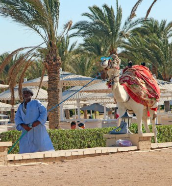 Hurghada / Mısır. 30 Temmuz 2018: Tatilciler arasında otelin arazisi üzerinde tasmalı Arap lider devesi. Mısır gezinti devesi. Gezinti için hayvan. Ruminant hayvan.