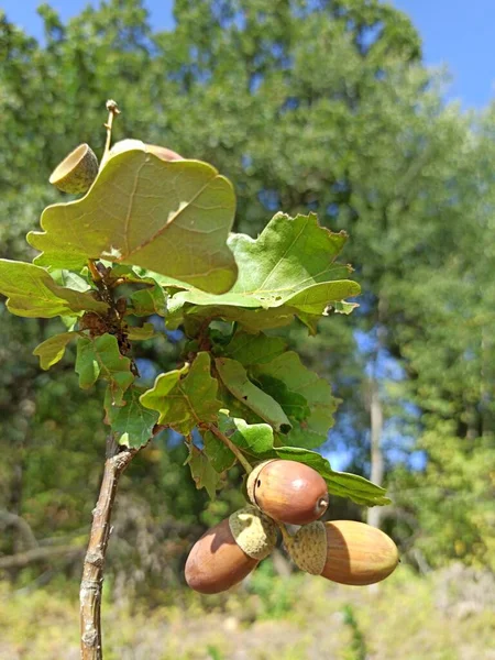 Ghiande Con Foglie Pendono Ramo Coltivazione Ghiande Fresche Frutta Quercia — Foto Stock