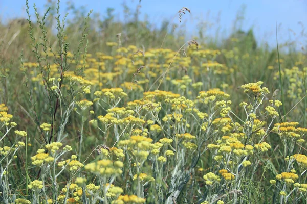 Artemisia Absinthium Blossoming Summer Field Many Yellow Flowers Artemisia Absinthium — Stock Photo, Image