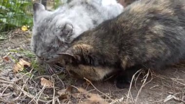 Kedi ağızlıkları çalıların altında yemek yiyor. Kediler kapatır. Kediler taze balık yer. Köyde kedi ağızlık takıyor. İki kedi yaklaşıyor. Evcil hayvanlar kahvaltı yapıyor. Hayvan besleme