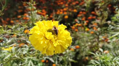 Sarı Tagetes 'te nektar toplayan arı. Arı sarı çiçekte sürünüyor. Arılar sarı çiçeklerden nektar toplarlar. Tagetes çiçeğine tırmanan böcekler