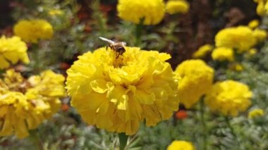 Sarı etiketlerle nektar toplayan bir sinek. Sarı çiçekte sürünen sinekler. Sarı çiçek desenlerinden nektar toplayan sinek. Tagetes çiçeğine tırmanan böcekler