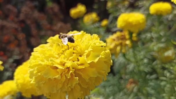 Mosca Recolectando Néctar Tagetes Amarillos Volar Arrastrándose Flor Amarilla Vuela — Vídeo de stock