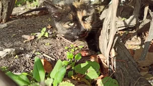 Bozal Felino Comiendo Bajo Los Arbustos Gato Cerca Gato Comiendo — Vídeo de stock