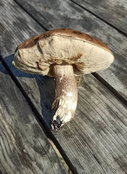 Boletus Edulis Gevonden Het Bos Boletus Houten Ondergrond Eetbare Paddenstoel — Stockfoto