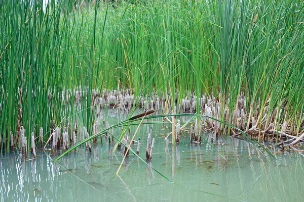 Rebanho Carpas Crucian Nadando Água Lagoa Entre Moitas Canas Bando — Fotografia de Stock