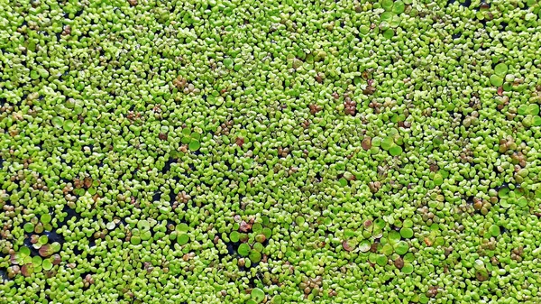 Textuur Van Gewone Eenden Water Natuurlijke Groene Textuur Lemna Perpusilla — Stockfoto