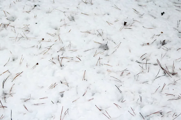 雪に覆われたスプルースと冬の森 倒れた松葉は冬の森の雪の上に横たわる 雪に覆われた木材 木製の美しい冬 雪に覆われた表面 寒い季節 外の霜 — ストック写真