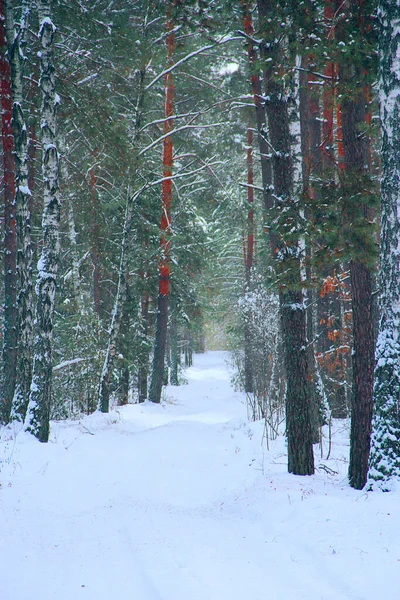 Zimowy Las Świerkami Pokrytymi Śniegiem Droga Zaśnieżonym Lesie Piękna Zima — Zdjęcie stockowe
