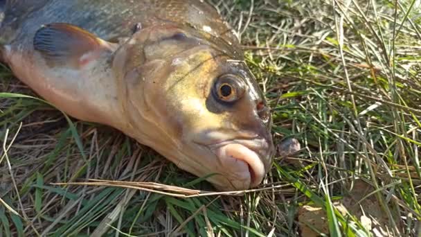 鱼的头部吞食空气 大嘴大鱼 — 图库视频影像