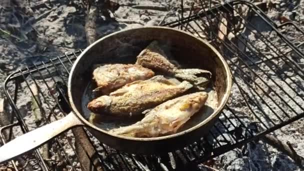 魚はフライパンで揚げて閉じる 新鮮な魚を調理するキャッチ 釣りに成功 火の上で揚げたおいしい魚料理 火で調理された揚げ魚から料理 自然の中で快適な休息 — ストック動画