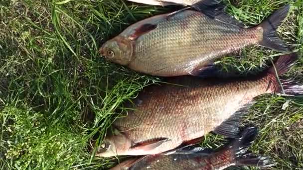 Breames Different Sizes Green Grass Successful Fishing Rich Catch — Stock Video