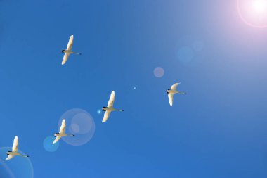 Mavi gökyüzünde uçan kuğu sürüsü. Mavi gökyüzünde ve güneş ışınlarında uçan kuğu sürüsü. Göçmen kuşlar açık gökyüzünde uçarlar. Anavatana uçan beş kuğu. Cennetteki güzel kuşlar