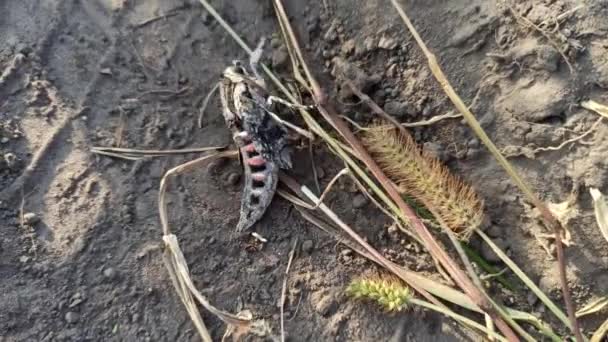 Polilla Pino Halcón Arrastrándose Por Suelo Convolvulus Hawk Moth Agrius — Vídeos de Stock