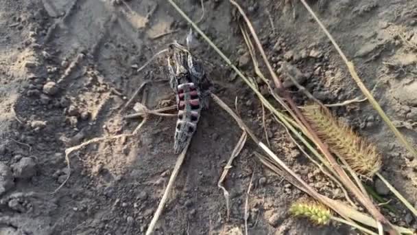 Dennenappel Mot Kruipt Grond Convolvulus Hawk Mot Agrius Convolvuli Roze — Stockvideo