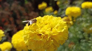 Sarı Tagetes 'te nektar toplayan arı. Arı sarı çiçekte sürünüyor. Arılar sarı çiçeklerden nektar toplarlar. Tagetes çiçeğine tırmanan böcekler