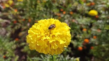 Sarı Tagetes 'te nektar toplayan arı. Arı sarı çiçekte sürünüyor. Arılar sarı çiçeklerden nektar toplarlar. Tagetes çiçeğine tırmanan böcekler