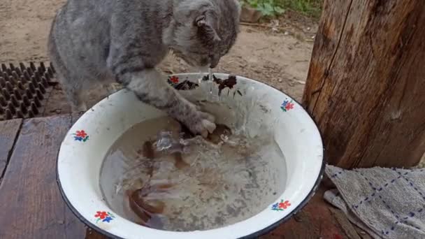 Kočka Chytila Ryby Vodě Šedá Kočka Chytá Kapra Nádobě Vodou — Stock video