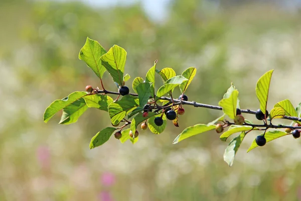 Frangula Alnus Siyah Böğürtlenli Dalları Frangula Alnus Meyveleri Bitkisel Ilaçlar — Stok fotoğraf