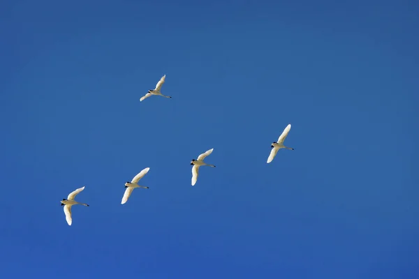 Bando Cisnes Voar Pelo Céu Azul Rebanho Cisne Voando Céu — Fotografia de Stock