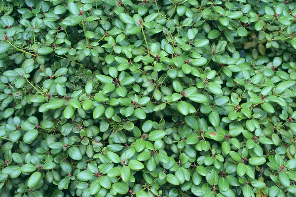 Zielona Naturalna Faktura Teksturowane Tło Liść Roślin Tekstura Zielonych Gałęzi — Zdjęcie stockowe