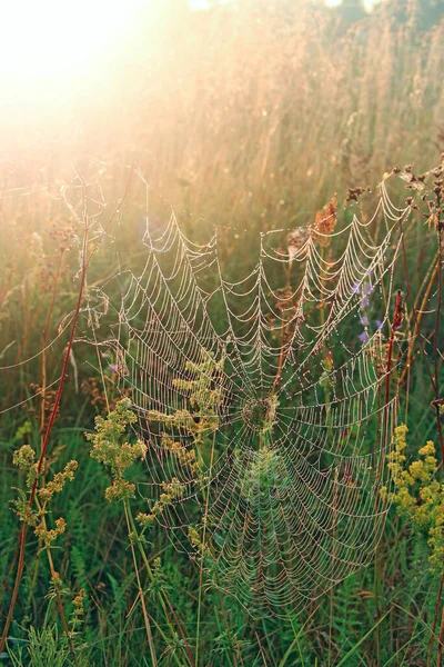 蜘蛛的家太阳升起前的自然质感 有露珠的蜘蛛网 黎明时分 阳光灿烂 太阳升起前把草湿透了 蜘蛛网上有水滴 早上的阳光 — 图库照片