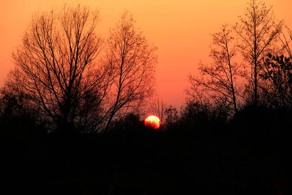 Orangener Sonnenuntergang Über Bäumen Orangener Himmel Bei Sonnenuntergang Dämmerung Mit — Stockfoto