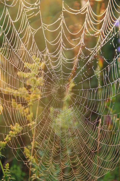 用露珠把蜘蛛的网浸透在树枝上 蜘蛛的家太阳升起前的自然质感 有水滴的蜘蛛网 — 图库照片