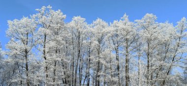 Ağaç donuyla kaplı. Soğuk bir hava. Ormanda harika bir kış. Karda en üst ağaç dalları. Güzel ağaçlarla dolu bir kış parkı. Kış parkındaki ağaçlar. Soğuk hava. Kış manzarası