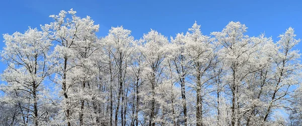 Träd Täckta Med Hjorfrost Rostfritt Väder Underbar Vinter Skogen Topp — Stockfoto