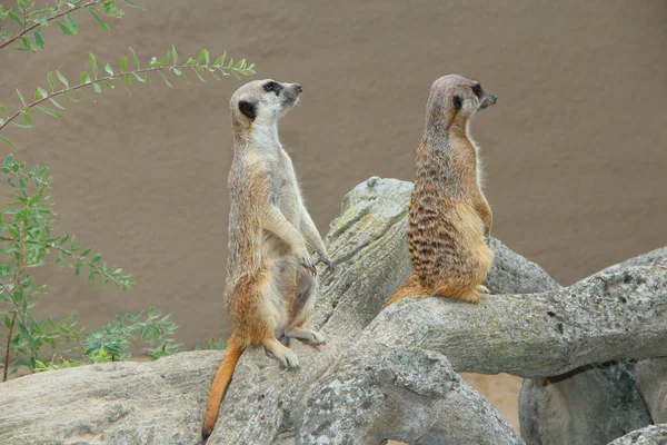 Erdmännchen Stehen Nager Die Auf Hinterbeinen Stehen Erdmännchen Sehen Auf — Stockfoto