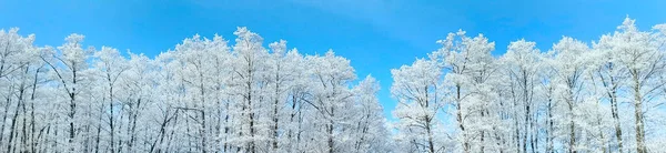 Дерев Яні Коронки Покриті Білими Морозами Білі Дерева Снігу Морозі — стокове фото