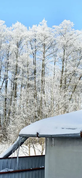 Árvores Cobertas Geada Inverno Nevado Aldeia Árvores Brancas Neve Geada — Fotografia de Stock