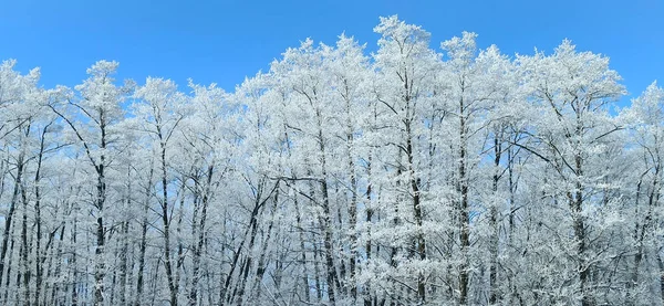 Träd Täckta Med Hjorfrost Rostfritt Väder Underbar Vinter Skogen Topp — Stockfoto