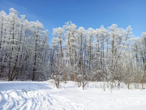 Träd Täckta Med Hjorfrost Vinterväder Vacker Vinter Skogen Topp Träd — Stockfoto