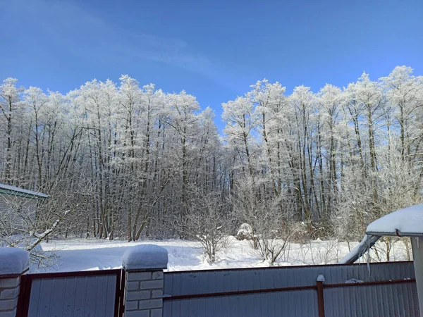 被冻土覆盖的树 村里的冬天下着雪 白树在雪和霜冻中生长 被冻土覆盖的树 寒冷的天气 房子的顶部被雪覆盖着 村里的生活 — 图库照片