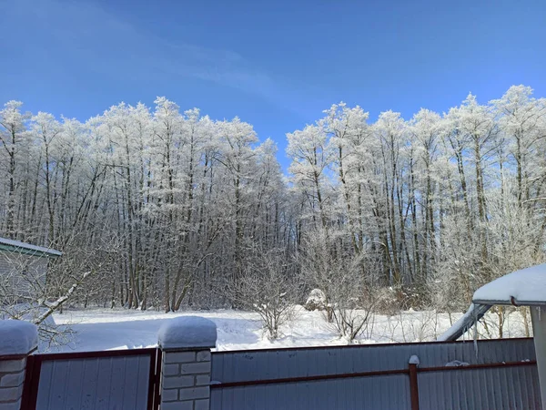 Trees Covered Hoarfrost Snowy Winter Village White Treetops Snow Hoar — Stock Photo, Image